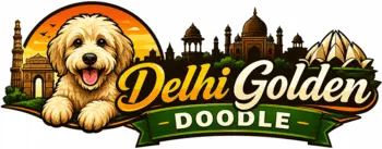 Delhi Golden Doodle