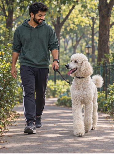 Illustration of people spending time with a Standard Poodle at home or outdoors