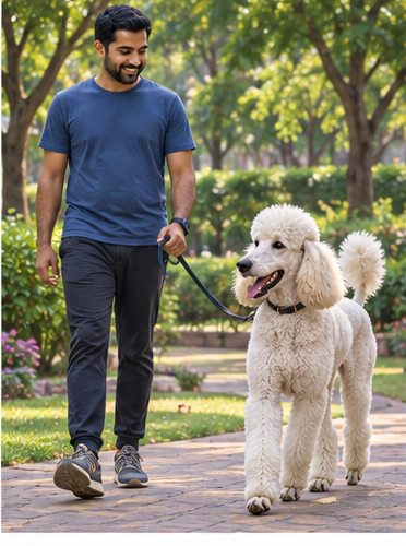 Illustration of people spending time with a Standard Poodle at home or outdoors