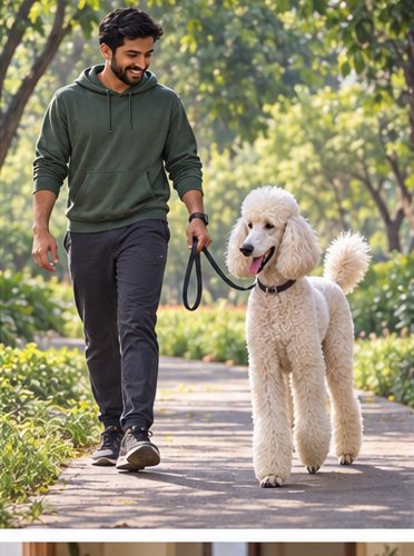 Illustration of people spending time with a Standard Poodle at home or outdoors