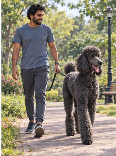 Illustration of people spending time with a Giant Poodle at home or outdoors
