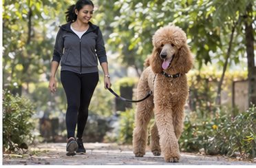 Illustration of people spending time with a Giant Poodle at home or outdoors