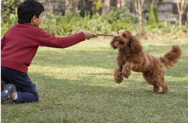 Illustration of people spending time with a Cockapoo at home or outdoors