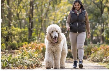 Illustration of people spending time with a Giant Poodle at home or outdoors