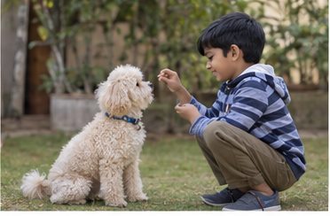 Illustration of people spending time with a Miniature Poodle at home or outdoors