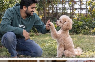 Illustration of people spending time with a Miniature Poodle at home or outdoors