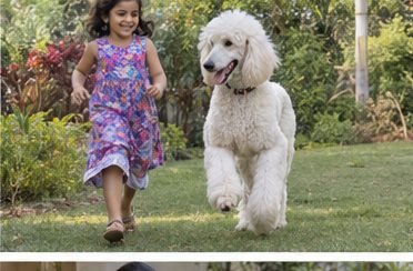 Illustration of people spending time with a Standard Poodle at home or outdoors