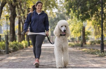 Illustration of people spending time with a Standard Poodle at home or outdoors