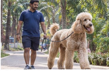 Illustration of people spending time with a Giant Poodle at home or outdoors