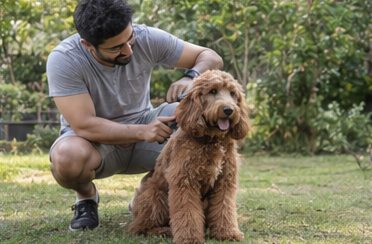 Illustration of people spending time with a Cockapoo at home or outdoors