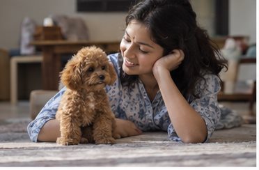 Illustration of people spending time with a Toy Poodle at home or outdoors