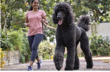 Illustration of people spending time with a Giant Poodle at home or outdoors
