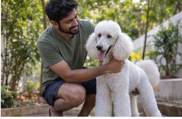 Illustration of people spending time with a Standard Poodle at home or outdoors