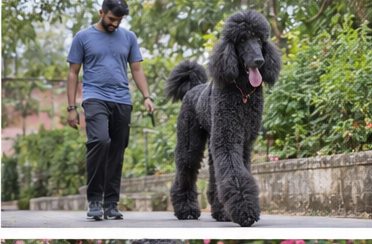 Illustration of people spending time with a Giant Poodle at home or outdoors
