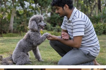 Illustration of people spending time with a Miniature Poodle at home or outdoors