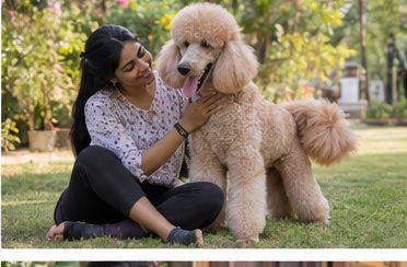 Illustration of people spending time with a Standard Poodle at home or outdoors