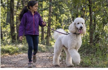 Illustration of people spending time with a Standard Poodle at home or outdoors