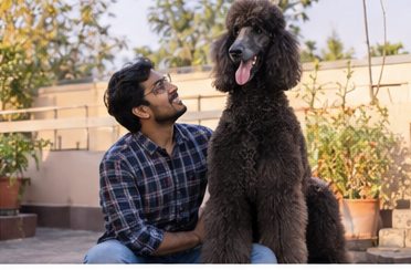 Illustration of people spending time with a Giant Poodle at home or outdoors