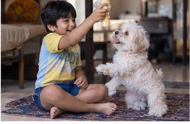 A child sits on a rug while a small white dog rises onto its hind legs.