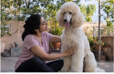 Illustration of people spending time with a Standard Poodle at home or outdoors
