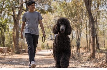 Illustration of people spending time with a Giant Poodle at home or outdoors