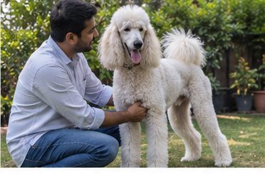 Illustration of people spending time with a Standard Poodle at home or outdoors