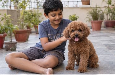 Illustration of people spending time with a Miniature Poodle at home or outdoors