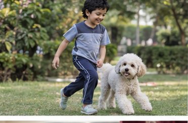Illustration of people spending time with a Miniature Poodle at home or outdoors