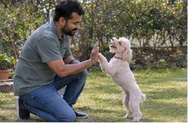 Illustration of people spending time with a Miniature Poodle at home or outdoors
