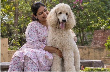 Illustration of people spending time with a Standard Poodle at home or outdoors