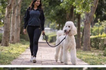 Illustration of people spending time with a Standard Poodle at home or outdoors