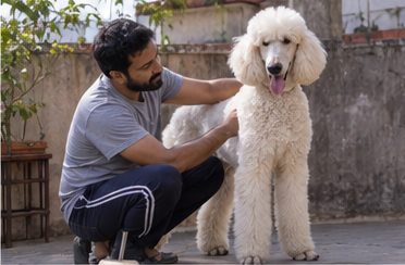 Illustration of people spending time with a Standard Poodle at home or outdoors