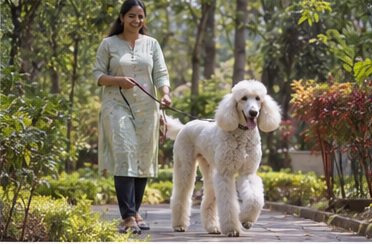 Illustration of people spending time with a Standard Poodle at home or outdoors