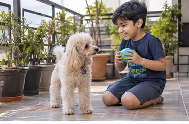 Illustration of people spending time with a Miniature Poodle at home or outdoors