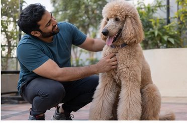 Illustration of people spending time with a Standard Poodle at home or outdoors