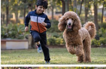 Illustration of people spending time with a Giant Poodle at home or outdoors