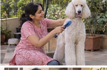 Illustration of people spending time with a Standard Poodle at home or outdoors