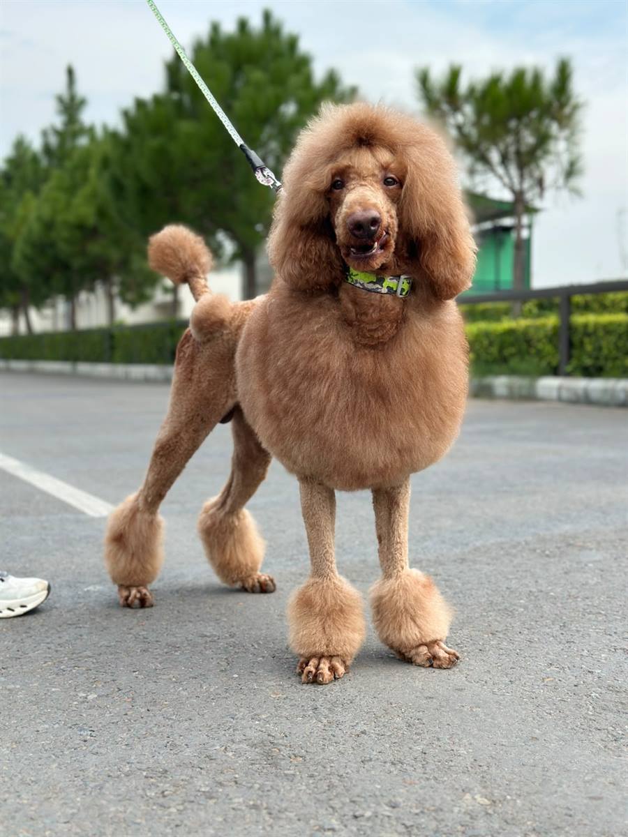 Apricot curly-coated dog standing outdoors after a full professional clip, with a shaved face and feet, a rounded topknot, and pom-poms left long on the legs and tail