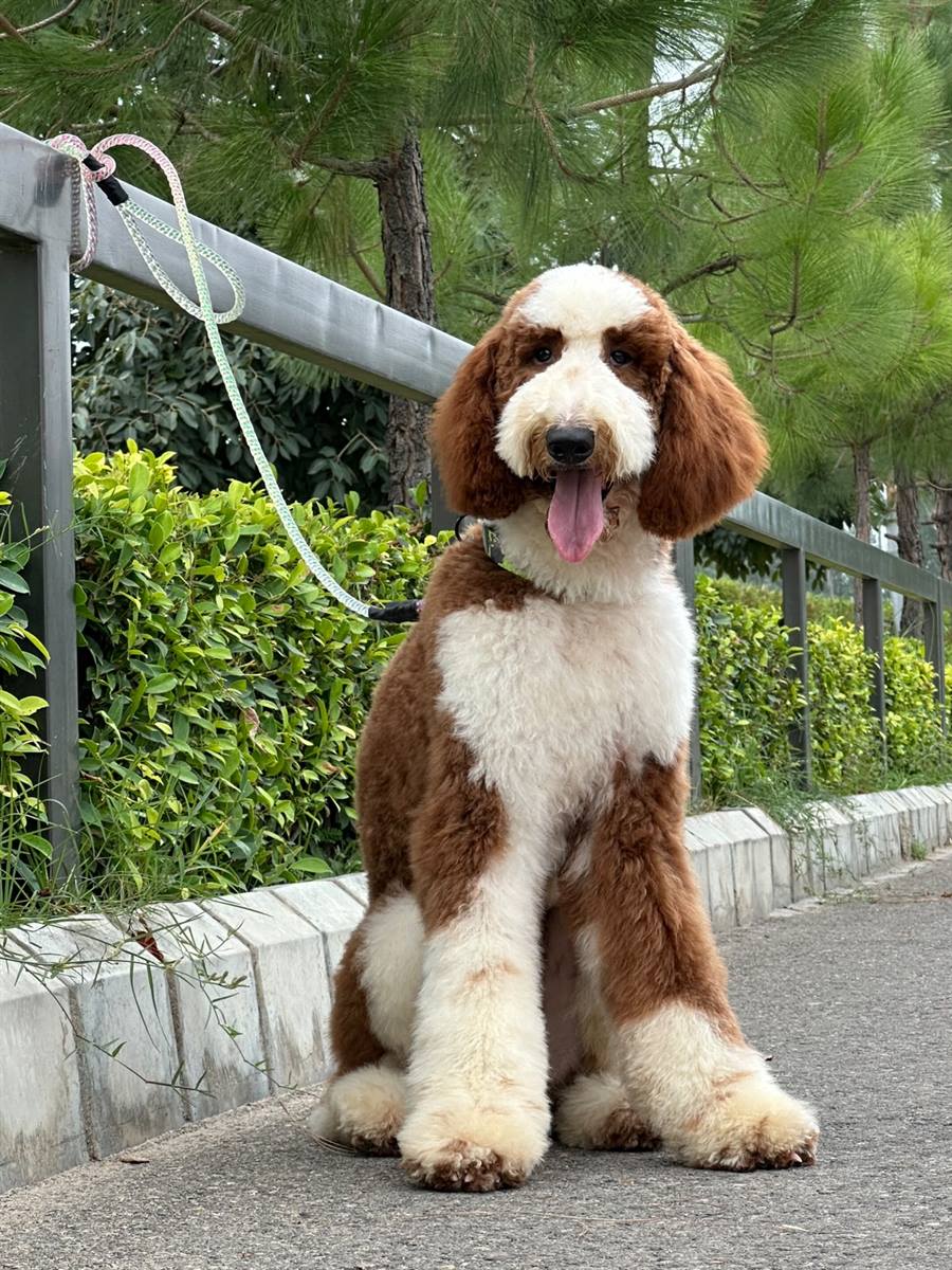 Brown and white parti-coloured curly-coated dog sitting on a Delhi NCR pavement beside a clipped hedge, coat grown out long over the body, ears and legs