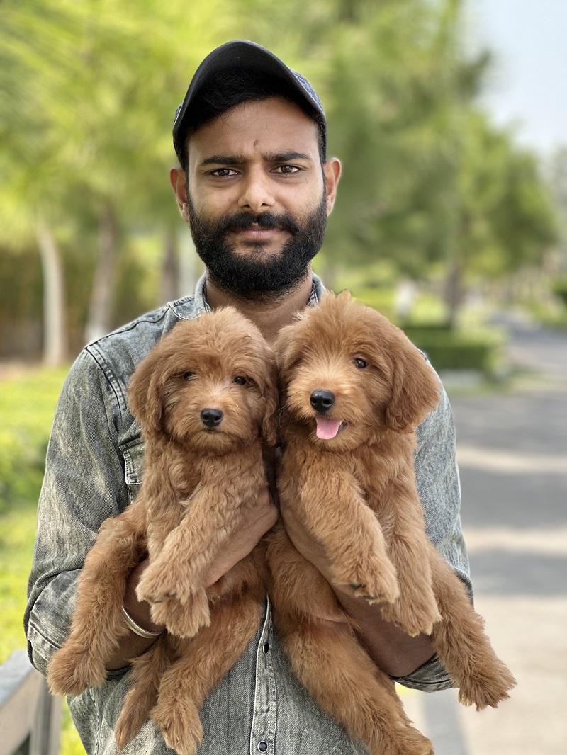 Person holding two apricot Goldendoodle puppies outdoors
