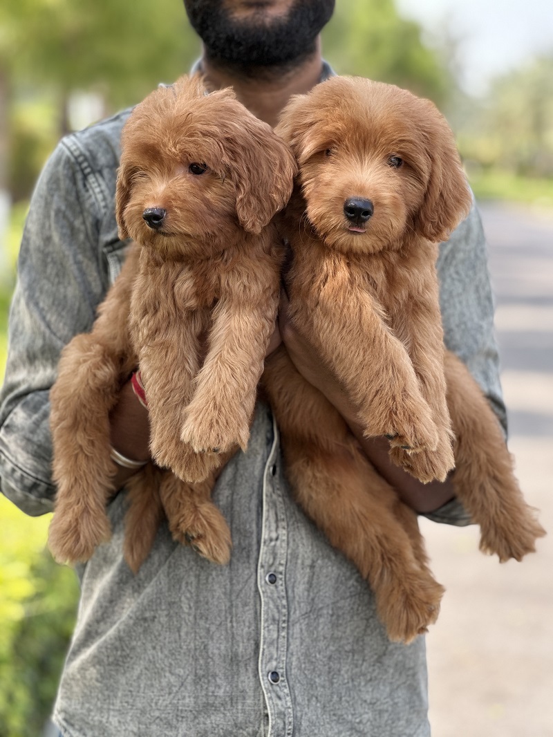 Two apricot Goldendoodle puppies being held together
