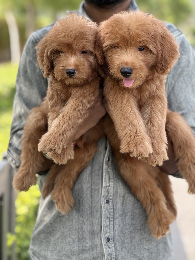 Two curly-coated apricot Goldendoodle puppies being held close together