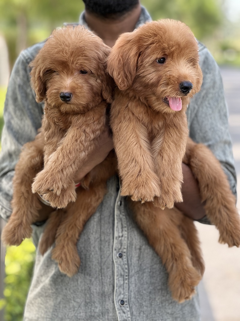 Two apricot Goldendoodle puppies being held together, one looking to the side