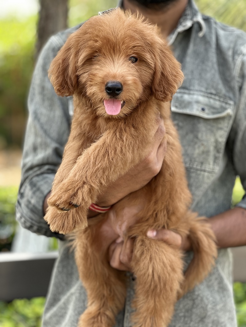 Apricot Goldendoodle puppy being held by a person