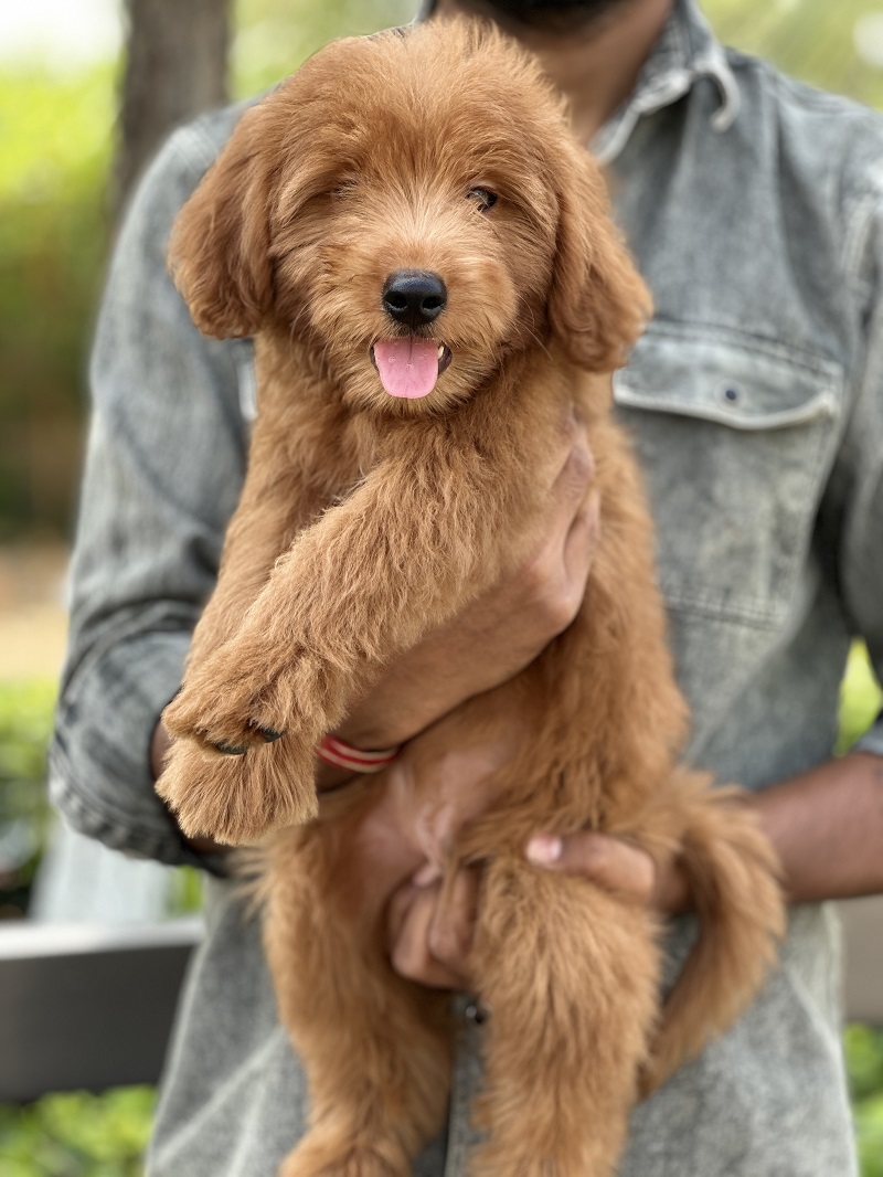 Apricot Goldendoodle puppy with its tongue out, being held