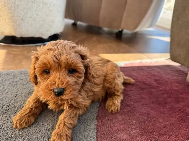 Owner-identified apricot Cockapoo puppy lying on a rug indoors