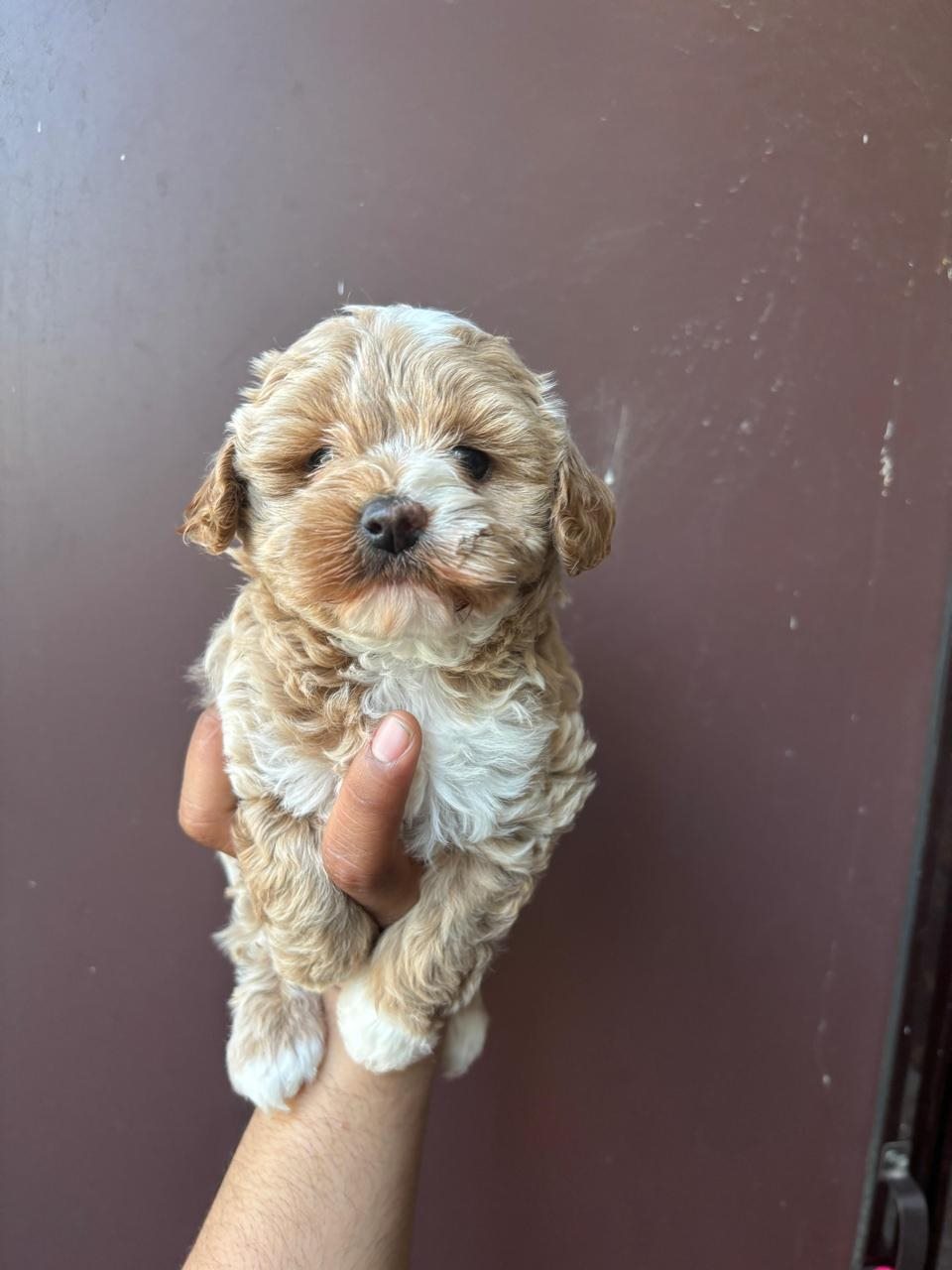 A cream-and-tan puppy is being held against a dark background.