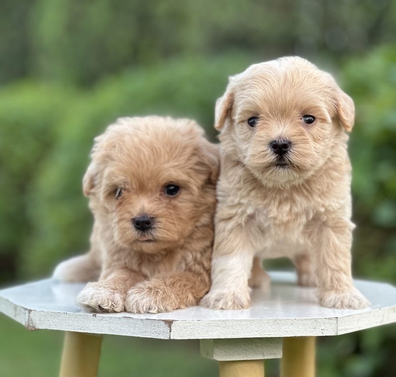 Two cream puppies pose together outdoors, one standing and looking toward the camera.