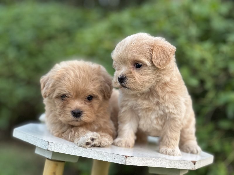 Two fluffy puppies sit together outdoors, with the one on the left lying down.