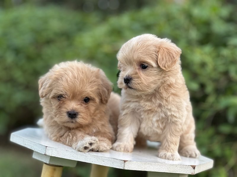 Two puppies pose on a white outdoor table, one resting while the other looks to the side.